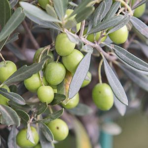 Zeytin Ağacı Bakımı için Gübre Seçimi